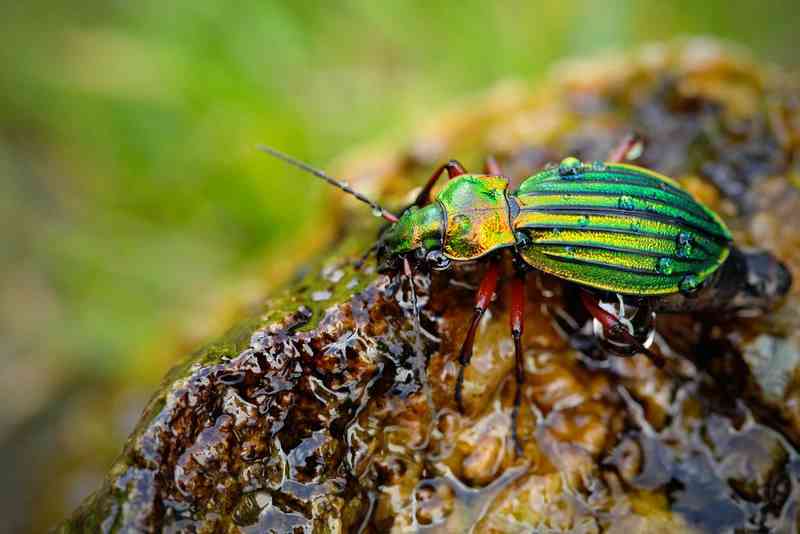 golden ground beetle - arthropods with detailed facts including diet, lifespan, weight and habitat information